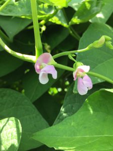 パンダ菜豆花