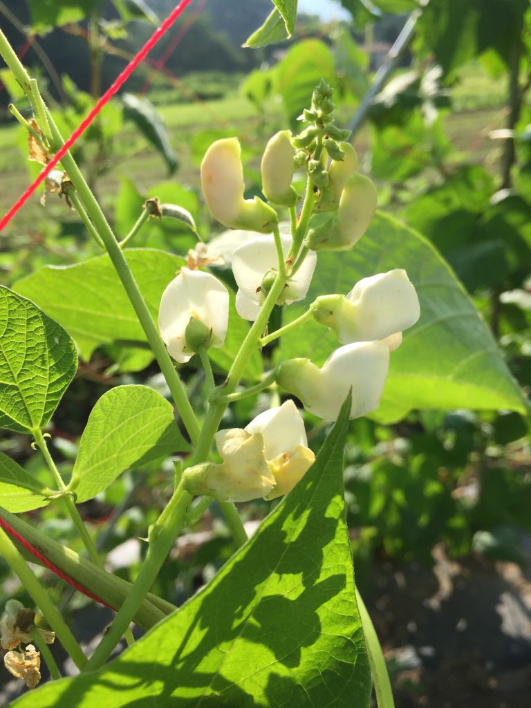 おたふく菜豆 白 | 佐藤政行種苗